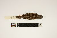 Image of Spiza americana