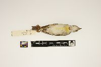 Spiza americana image
