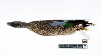 Anas discors image