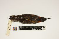 Phalaropus lobatus image