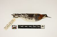 Phalaropus lobatus image
