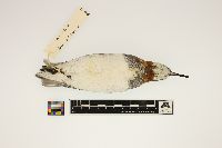 Phalaropus lobatus image