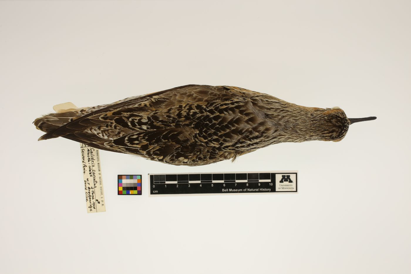 Calidris canutus image