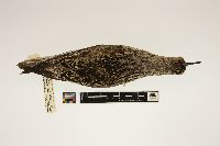 Image of Calidris canutus