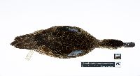 Anas discors image