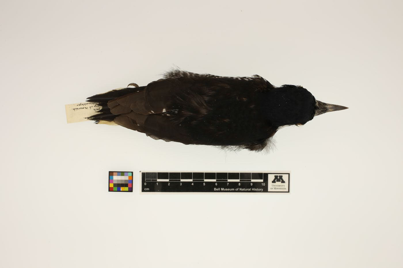 Picoides arcticus image