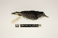 Picoides arcticus image