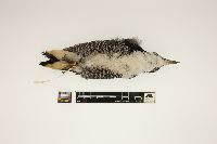 Picoides arcticus image