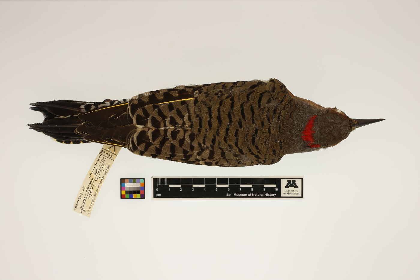 Colaptes auratus auratus image