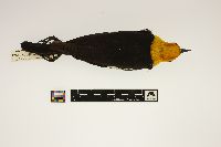 Image of Xanthocephalus xanthocephalus