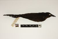 Quiscalus mexicanus image