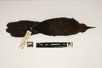 Quiscalus mexicanus image