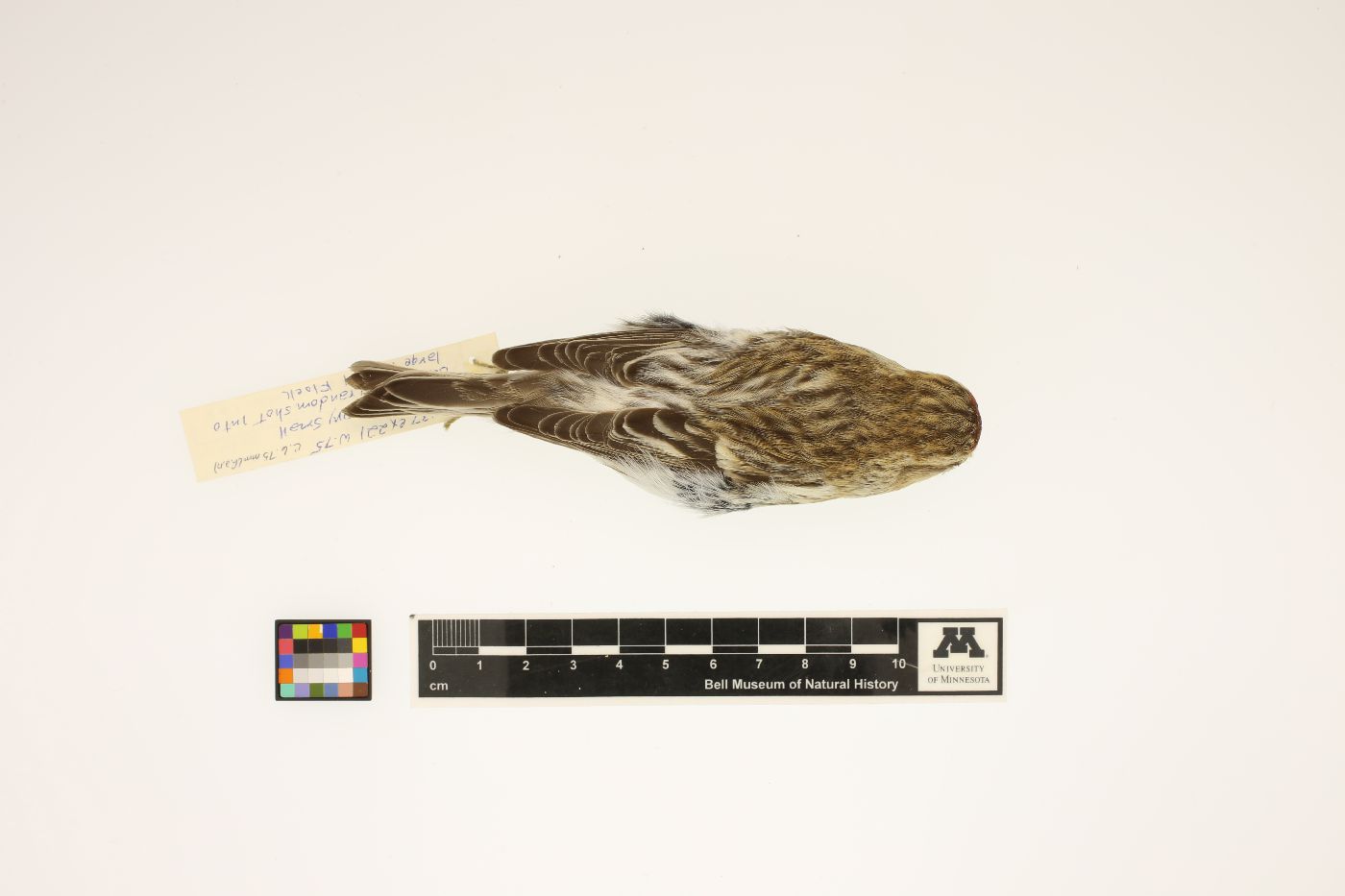 Carduelis hornemanni image