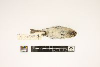 Carduelis hornemanni image