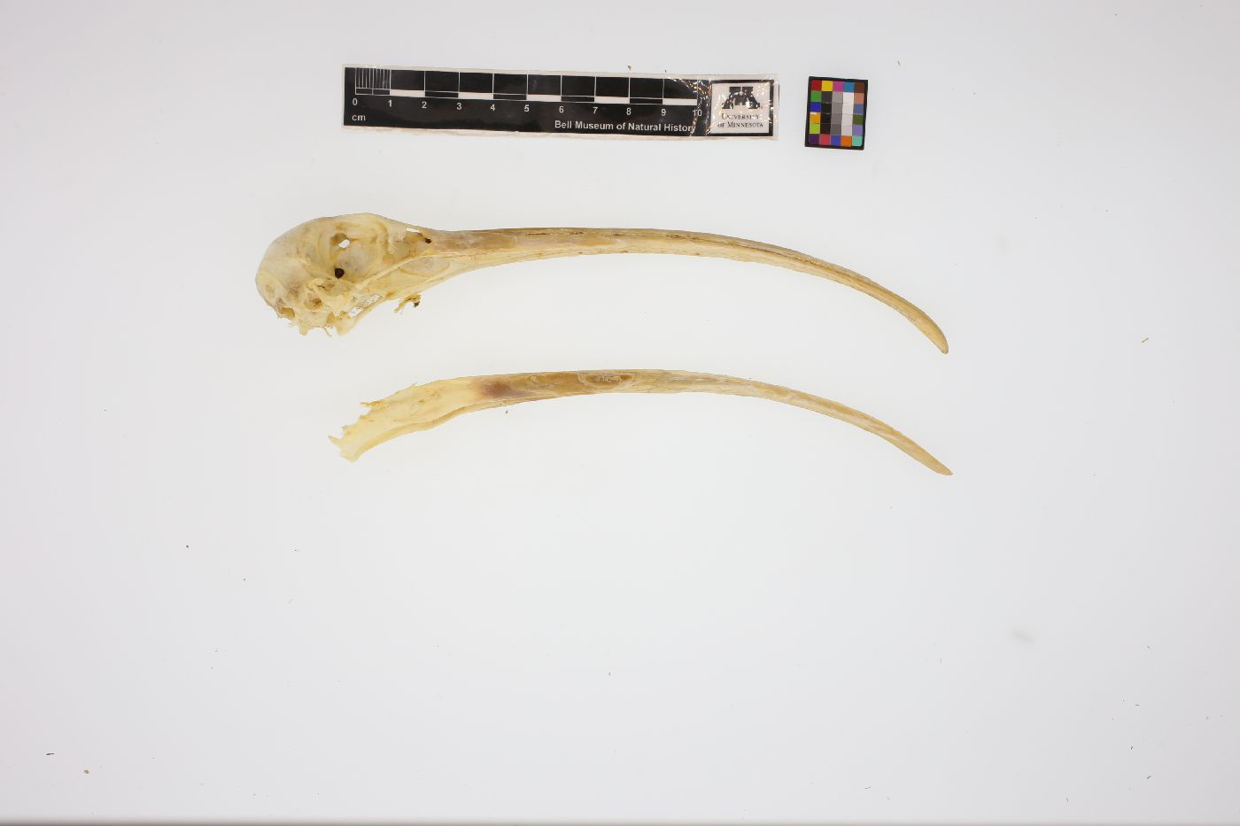 Threskiornithidae image