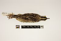 thumbnail image of current specimen