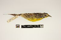 thumbnail image of current specimen