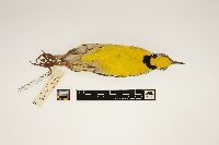 thumbnail image of current specimen