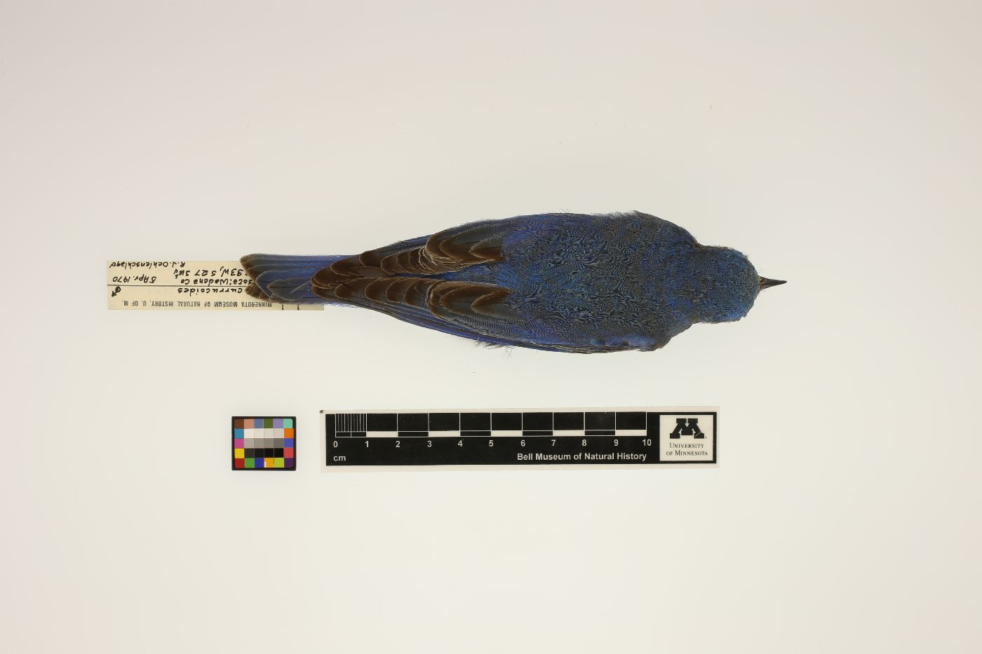 Sialia currucoides image