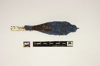 Media resource of Sialia currucoides