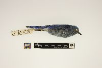 Sialia currucoides image