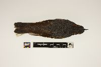 Ixoreus naevius image