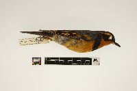 Ixoreus naevius image