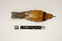 Ixoreus naevius image