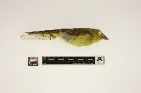 Piranga olivacea image