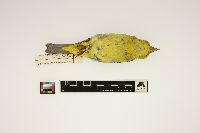 Piranga olivacea image