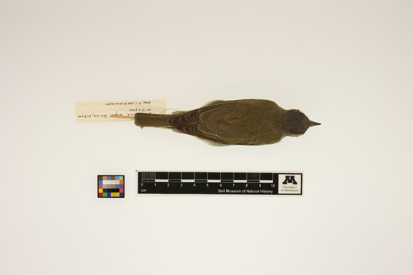 Vireo olivaceus image