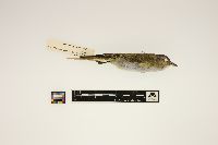 Vireo olivaceus image
