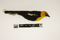 Spiza americana image