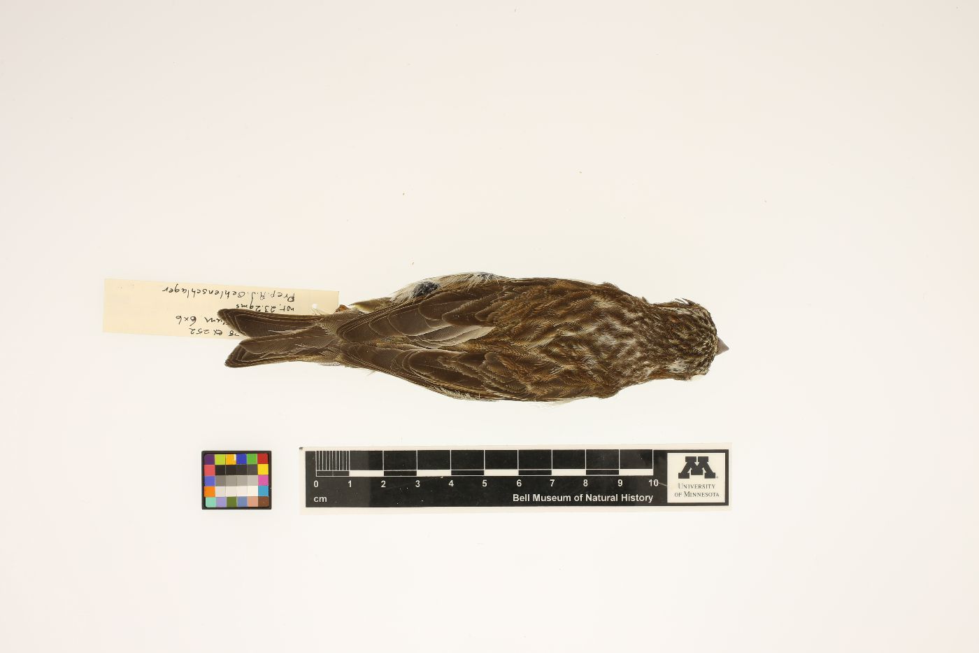 Carpodacus purpureus image