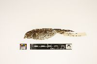 Carpodacus purpureus image