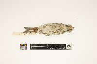 Carpodacus purpureus image