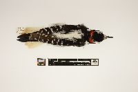 Picoides villosus image