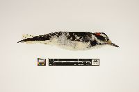 Picoides villosus image