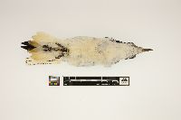 Picoides villosus image
