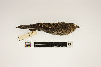 Agelaius phoeniceus image