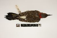 Thumbnail image of current specimen