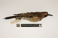 Thumbnail image of current specimen