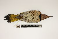 Thumbnail image of current specimen