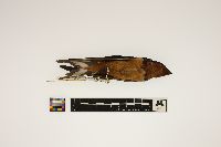 Hirundo rustica image