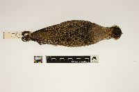 Pluvialis dominica image