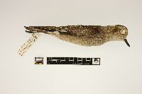 Pluvialis dominica image