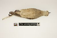 Pluvialis dominica image