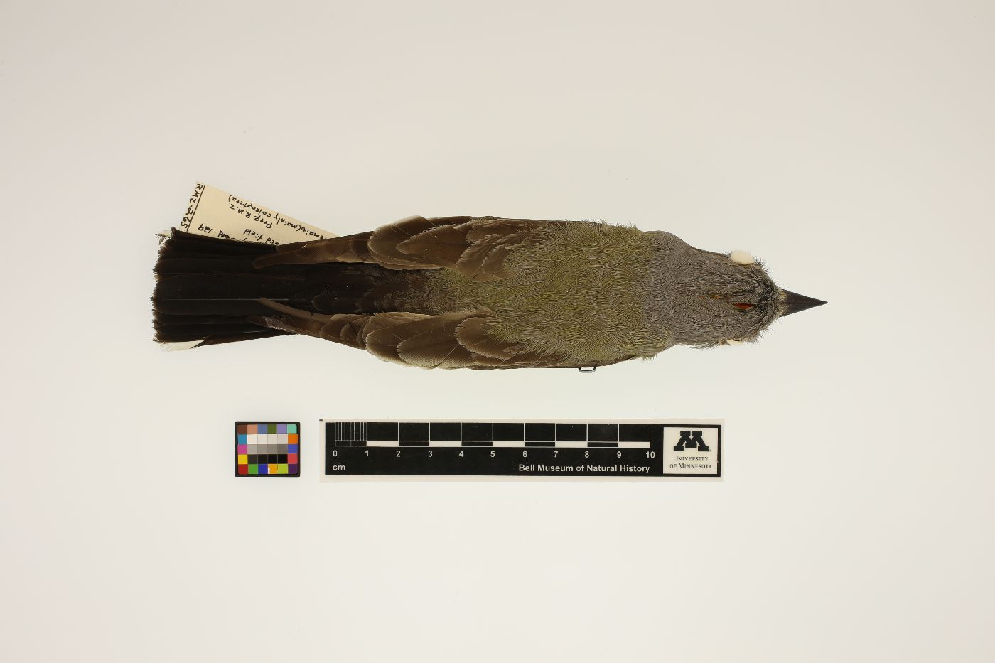 Tyrannus verticalis image
