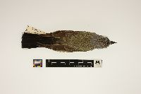 Image of Tyrannus verticalis