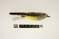 Tyrannus verticalis image